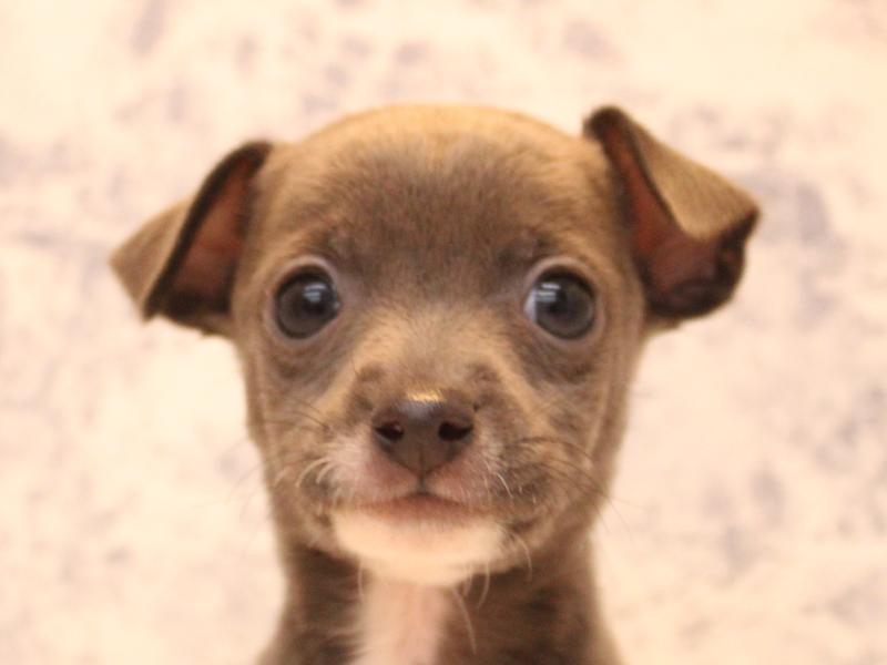 埼玉県のハーフ犬・ミックス犬 (ワンラブアリオ川口店/2025年12月29日生まれ/女の子/ブルーホワイト)の子犬の1枚目の画像