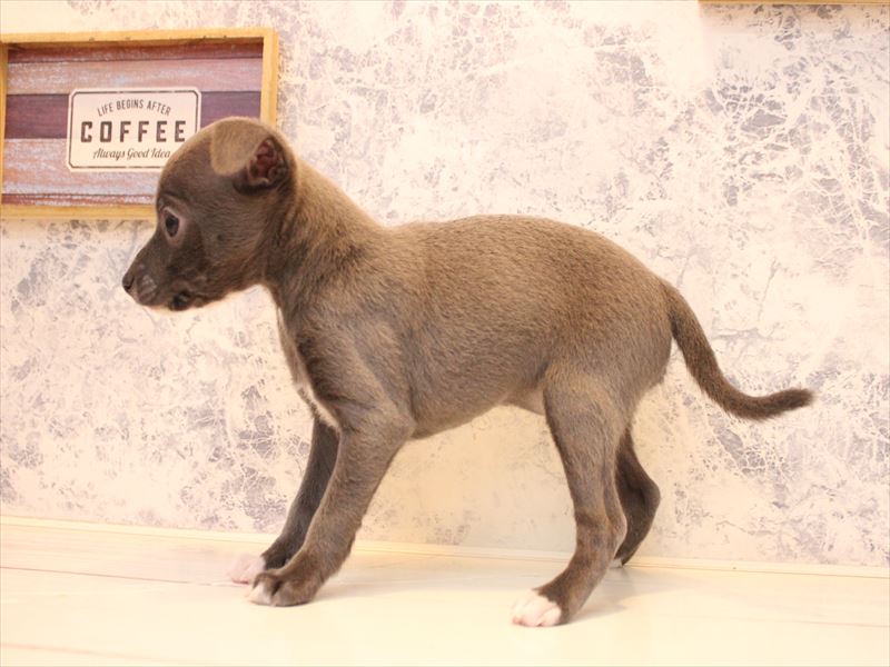 埼玉県のハーフ犬・ミックス犬 (ワンラブアリオ川口店/2025年12月29日生まれ/女の子/ブルーホワイト)の子犬の3枚目の画像