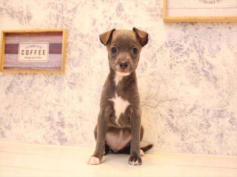 埼玉県のハーフ犬・ミックス犬 (ワンラブアリオ川口店/2025年12月29日生まれ/女の子/ブルーホワイト)の子犬の2枚目の画像