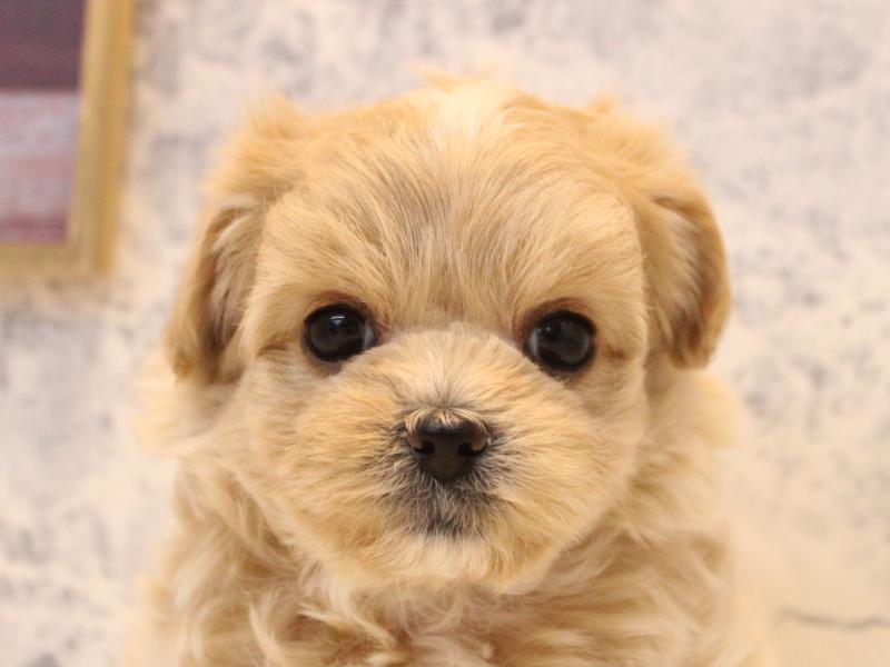 愛知県のマルプー(マルチーズ×プードル) (ワンラブ名古屋守山インター総本店/2025年12月28日生まれ/男の子/クリーム)の子犬の1枚目の画像