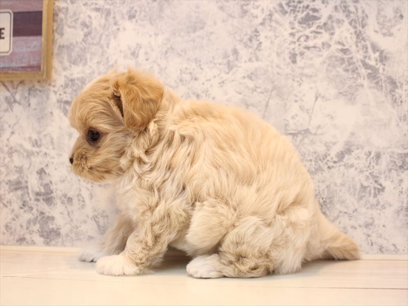 愛知県のマルプー(マルチーズ×プードル) (ワンラブ名古屋守山インター総本店/2025年12月28日生まれ/男の子/クリーム)の子犬の3枚目の画像