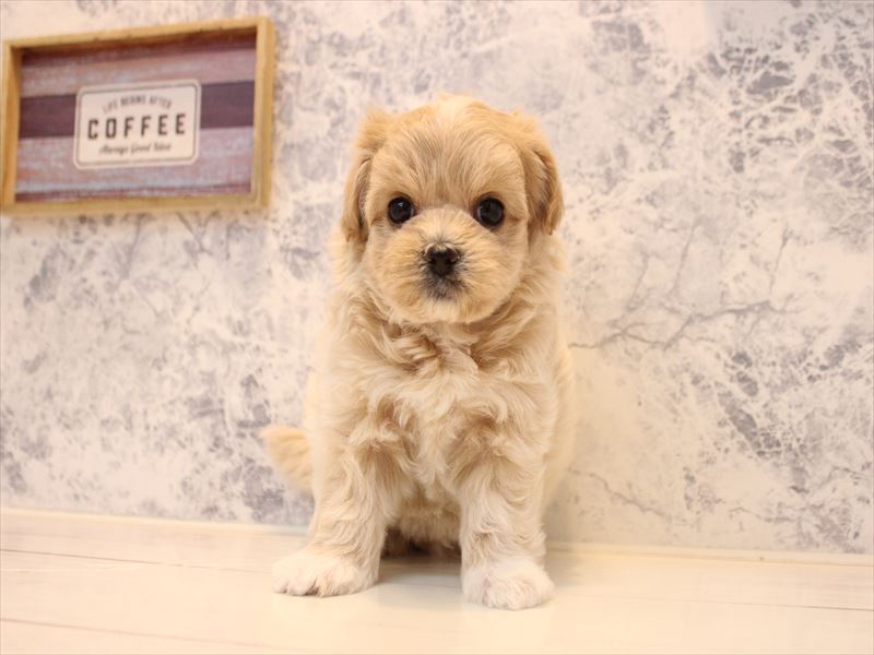 愛知県のマルプー(マルチーズ×プードル) (ワンラブ名古屋守山インター総本店/2025年12月28日生まれ/男の子/クリーム)の子犬の2枚目の画像