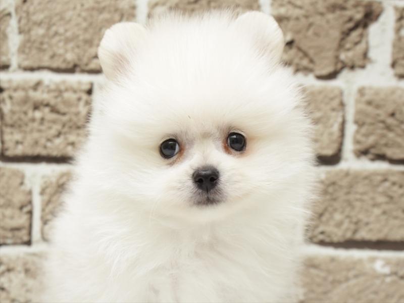 長崎県のポメラニアン (ワンラブゆめタウン夢彩都店/2025年12月30日生まれ/男の子/ホワイト)の子犬の1枚目の画像