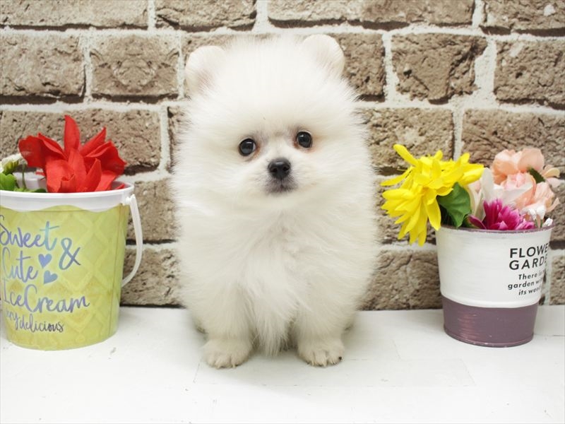 長崎県のポメラニアン (ワンラブゆめタウン夢彩都店/2025年12月30日生まれ/男の子/ホワイト)の子犬の3枚目の画像