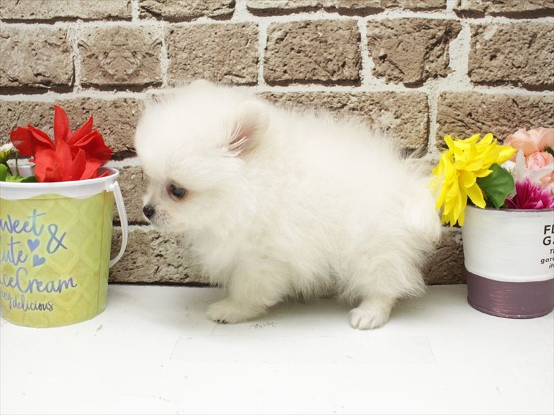 長崎県のポメラニアン (ワンラブゆめタウン夢彩都店/2025年12月30日生まれ/男の子/ホワイト)の子犬の2枚目の画像