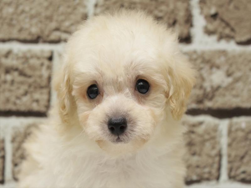 福岡県のトイプードル(タイニー) (ワンラブ福岡総本店/2025年12月23日生まれ/男の子/クリーム)の子犬の1枚目の画像