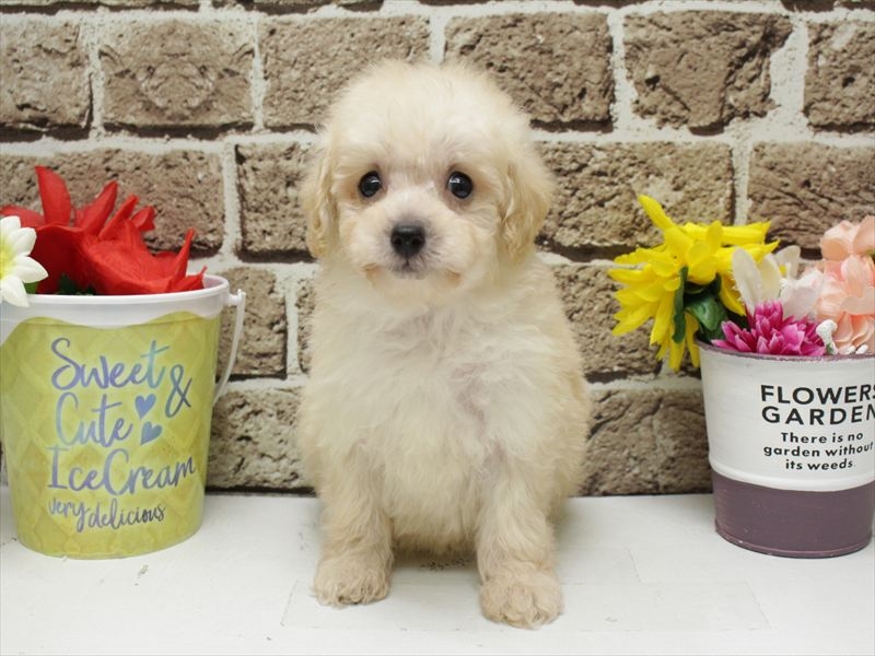 福岡県のトイプードル(タイニー) (ワンラブ福岡総本店/2025年12月23日生まれ/男の子/クリーム)の子犬の3枚目の画像