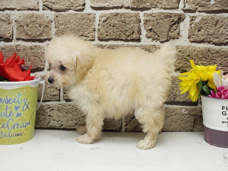 福岡県のトイプードル(タイニー) (ワンラブ福岡総本店/2025年12月23日生まれ/男の子/クリーム)の子犬の2枚目の画像