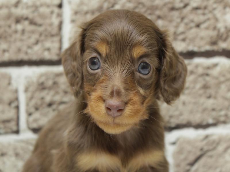 福岡県のミニチュアダックスフンド(ロング) (ワンラブ福岡総本店/2025年12月29日生まれ/女の子/チョコレートタン)の子犬の1枚目の画像