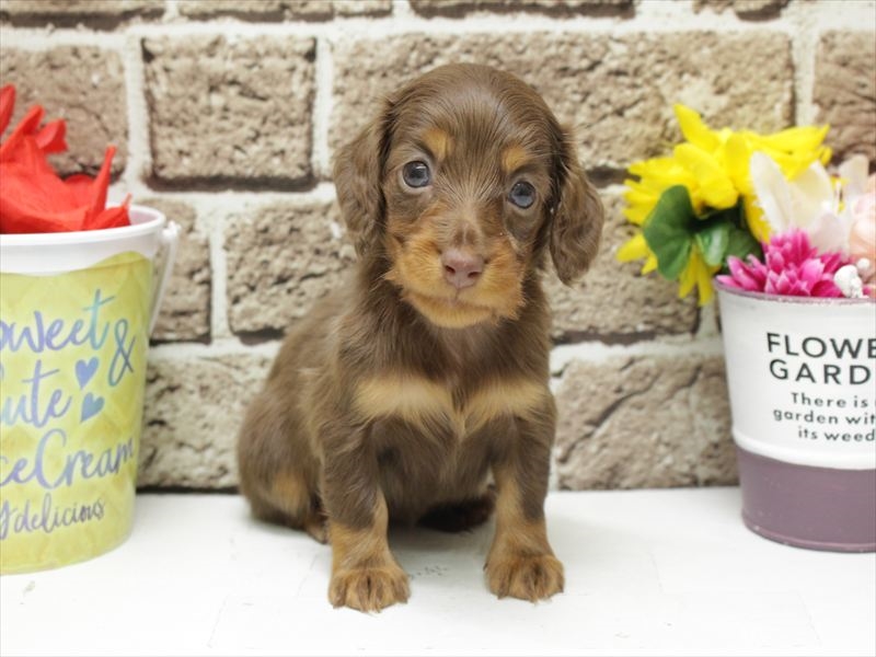 福岡県のミニチュアダックスフンド(ロング) (ワンラブ福岡総本店/2025年12月29日生まれ/女の子/チョコレートタン)の子犬の3枚目の画像