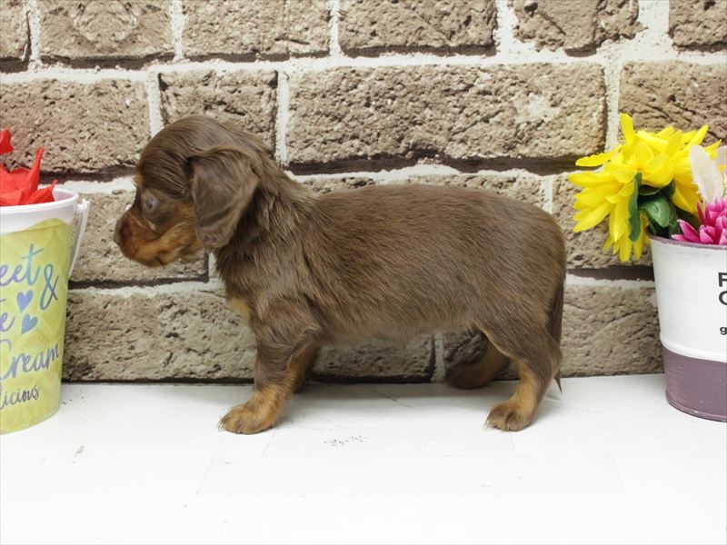 福岡県のミニチュアダックスフンド(ロング) (ワンラブ福岡総本店/2025年12月29日生まれ/女の子/チョコレートタン)の子犬の2枚目の画像