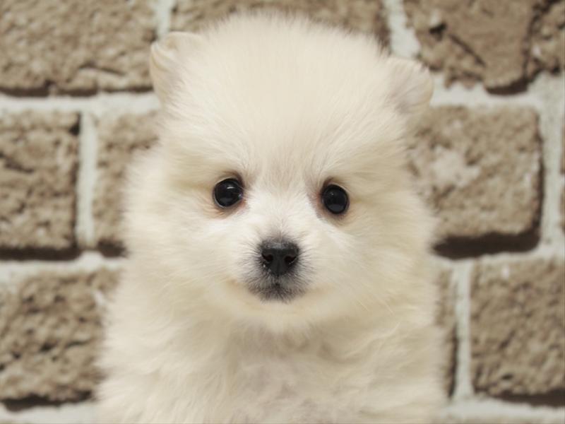福岡県のポメラニアン (ワンラブ福岡総本店/2025年12月29日生まれ/女の子/クリーム)の子犬