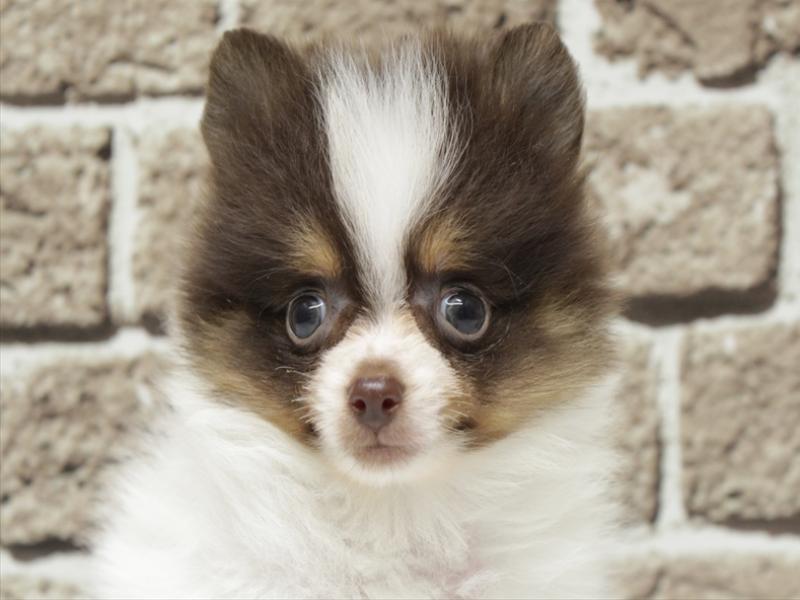 熊本県のポメラニアン (ワンラブゆめタウン光の森店/2025年12月27日生まれ/男の子/パーティーカラー)の子犬の1枚目の画像