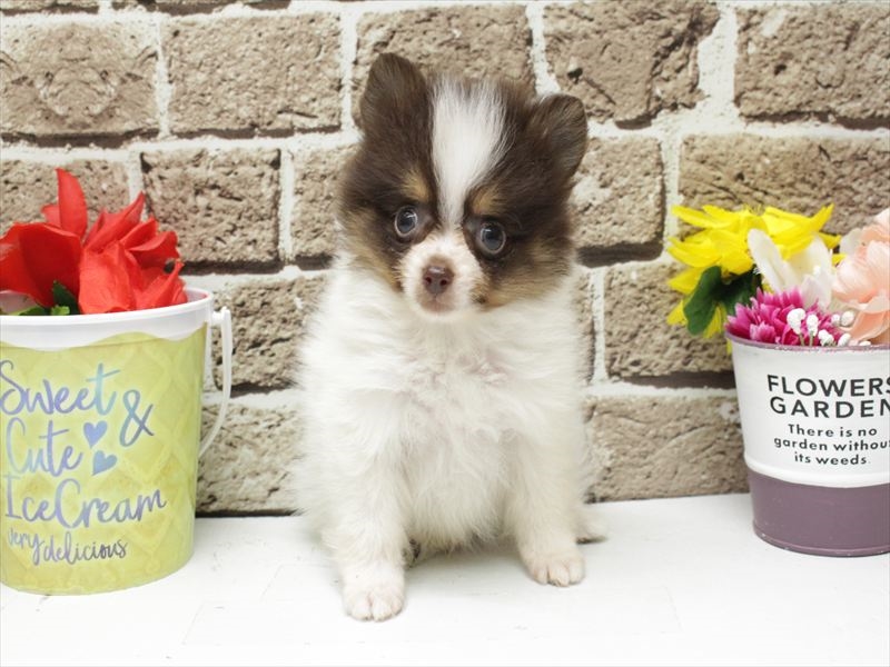 熊本県のポメラニアン (ワンラブゆめタウン光の森店/2025年12月27日生まれ/男の子/パーティーカラー)の子犬の3枚目の画像