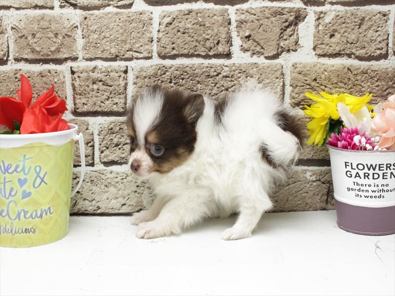 熊本県のポメラニアン (ワンラブゆめタウン光の森店/2025年12月27日生まれ/男の子/パーティーカラー)の子犬の2枚目の画像