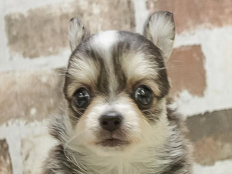 愛知県のチワワ(ロング) (ワンラブ星崎店(FC)/2026年1月3日生まれ/男の子/ウルフホワイト)の子犬の1枚目の画像