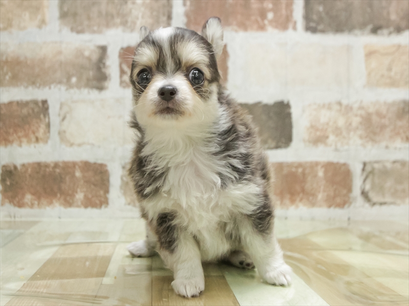 愛知県のチワワ(ロング) (ワンラブ星崎店(FC)/2026年1月3日生まれ/男の子/ウルフホワイト)の子犬の3枚目の画像