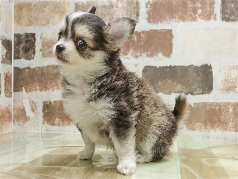 愛知県のチワワ(ロング) (ワンラブ星崎店(FC)/2026年1月3日生まれ/男の子/ウルフホワイト)の子犬の2枚目の画像