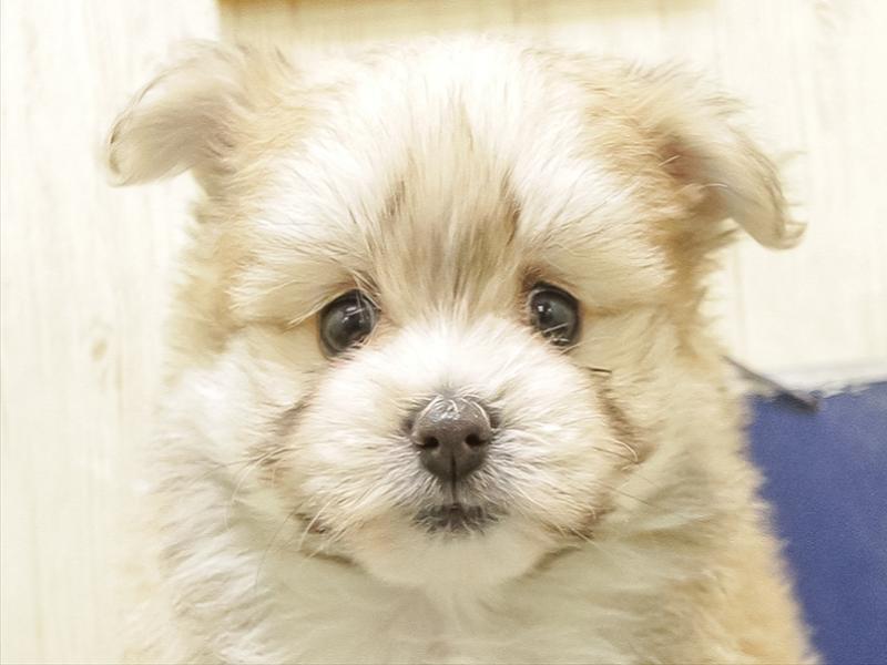 愛知県のポメマル/マルポメ(ポメラニアン×マルチーズ) (ワンラブ名古屋守山インター総本店/2026年1月2日生まれ/女の子/クリームセーブル)の子犬の1枚目の画像