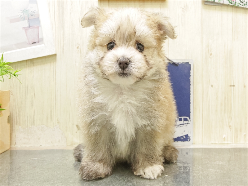 愛知県のポメマル/マルポメ(ポメラニアン×マルチーズ) (ワンラブ名古屋守山インター総本店/2026年1月2日生まれ/女の子/クリームセーブル)の子犬の3枚目の画像