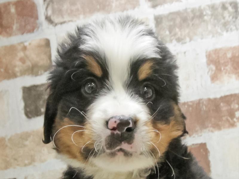 愛知県のバーニーズマウンテンドッグ (ワンラブカインズ小牧店(FC)/2026年1月3日生まれ/男の子/ブラックラストホワイト)の子犬の1枚目の画像