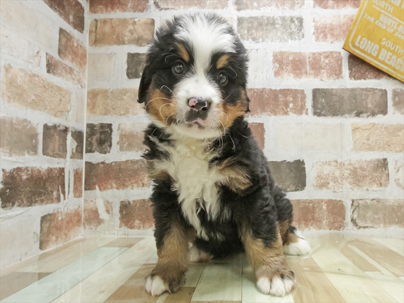 愛知県のバーニーズマウンテンドッグ (ワンラブカインズ小牧店(FC)/2026年1月3日生まれ/男の子/ブラックラストホワイト)の子犬の3枚目の画像