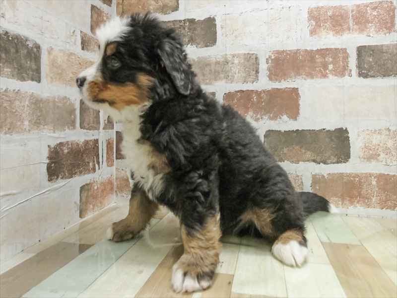 愛知県のバーニーズマウンテンドッグ (ワンラブカインズ小牧店(FC)/2026年1月3日生まれ/男の子/ブラックラストホワイト)の子犬の2枚目の画像