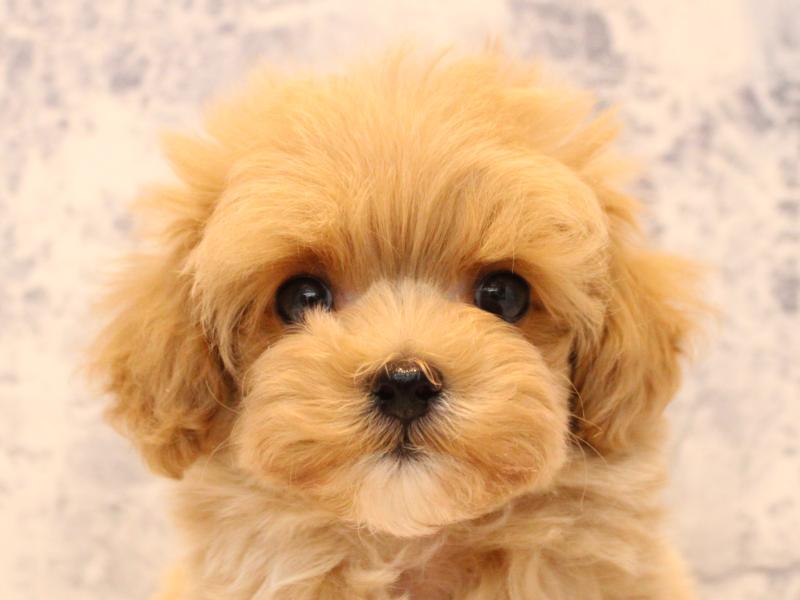 東京都のマルプー(マルチーズ×プードル) (ワンラブカインズ八王子長房店/2026年1月1日生まれ/男の子/クリーム)の子犬