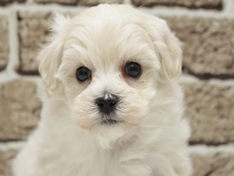 広島県のマルプー(マルチーズ×プードル) (ワンラブ福山ポートプラザ天満屋店/2026年1月4日生まれ/男の子/ホワイト)の子犬