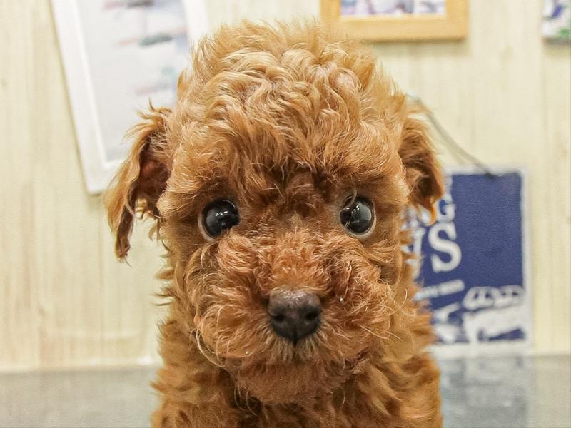 大阪府のトイプードル(タイニー) (ワンラブアリオ鳳店/2026年1月6日生まれ/女の子/レッド)の子犬の1枚目の画像