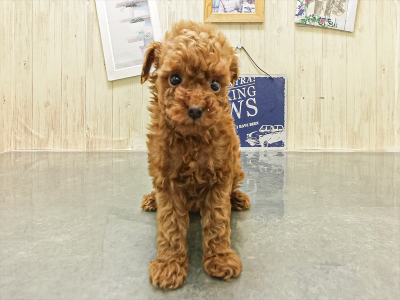 大阪府のトイプードル(タイニー) (ワンラブアリオ鳳店/2026年1月6日生まれ/女の子/レッド)の子犬の3枚目の画像