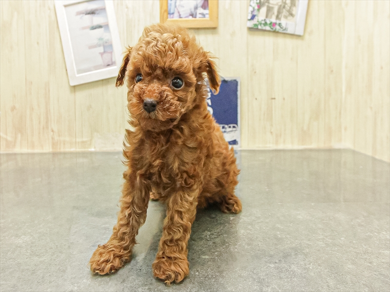 大阪府のトイプードル(タイニー) (ワンラブアリオ鳳店/2026年1月6日生まれ/女の子/レッド)の子犬の2枚目の画像