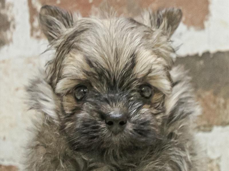 愛知県のポメマル/マルポメ(ポメラニアン×マルチーズ) (ワンラブ名古屋守山インター総本店/2026年1月6日生まれ/男の子/ウルフセーブル)の子犬の1枚目の画像