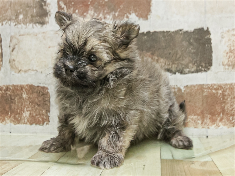 愛知県のポメマル/マルポメ(ポメラニアン×マルチーズ) (ワンラブ名古屋守山インター総本店/2026年1月6日生まれ/男の子/ウルフセーブル)の子犬の2枚目の画像