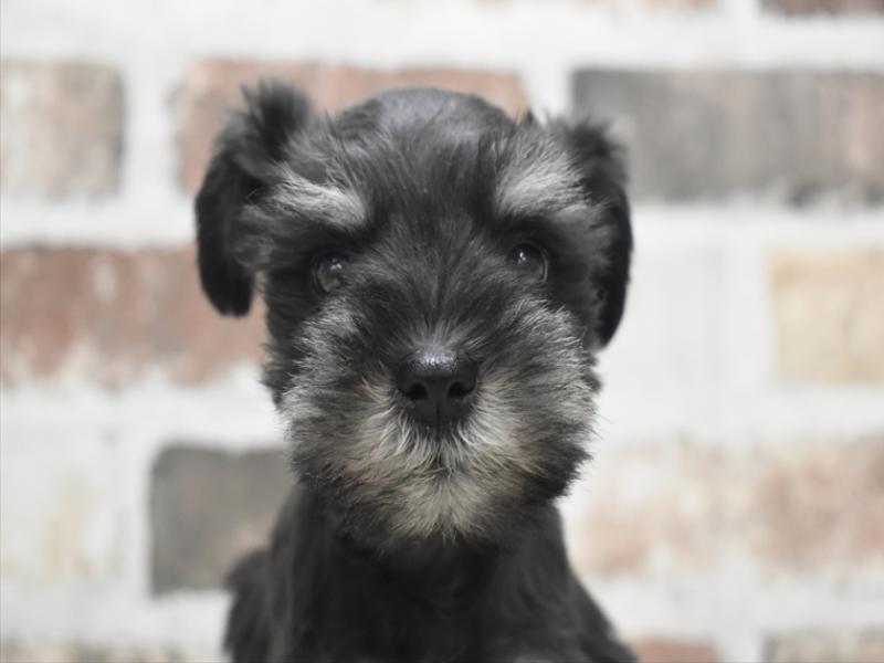 愛知県のミニチュアシュナウザー (ワンラブ名古屋守山インター総本店/2026年1月7日生まれ/女の子/ブラックシルバー)の子犬の1枚目の画像
