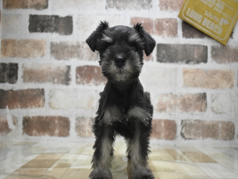 愛知県のミニチュアシュナウザー (ワンラブ名古屋守山インター総本店/2026年1月7日生まれ/女の子/ブラックシルバー)の子犬の2枚目の画像