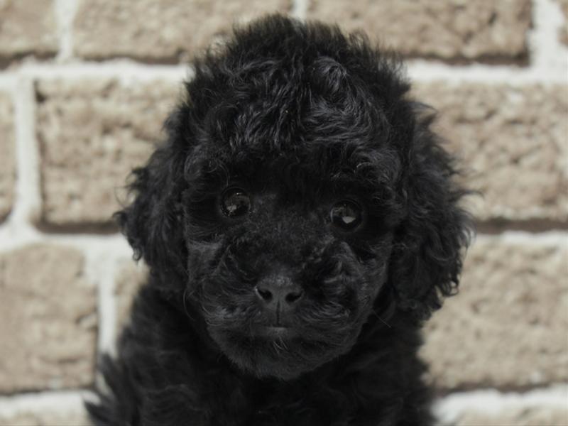 福岡県のトイプードル(トイ) (ワンラブ福岡総本店/2026年1月7日生まれ/男の子/ブラック)の子犬の1枚目の画像