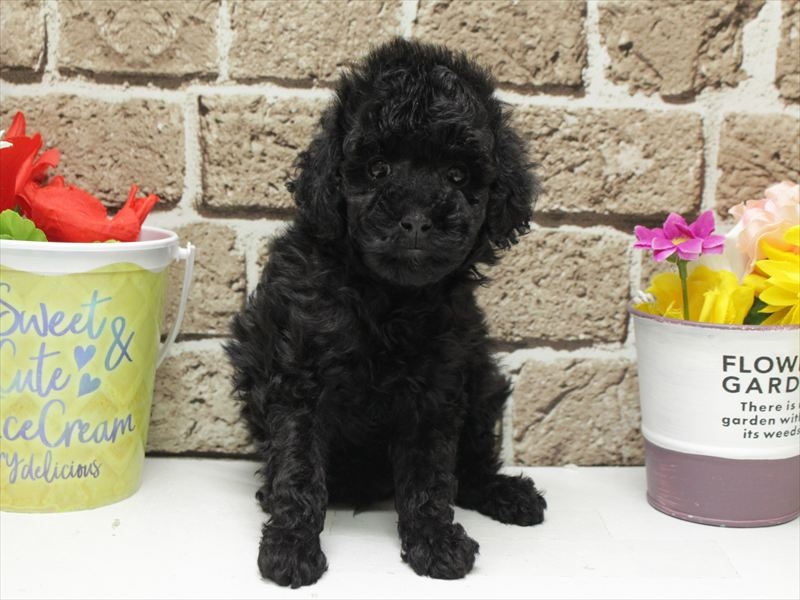 福岡県のトイプードル(トイ) (ワンラブ福岡総本店/2026年1月7日生まれ/男の子/ブラック)の子犬の3枚目の画像