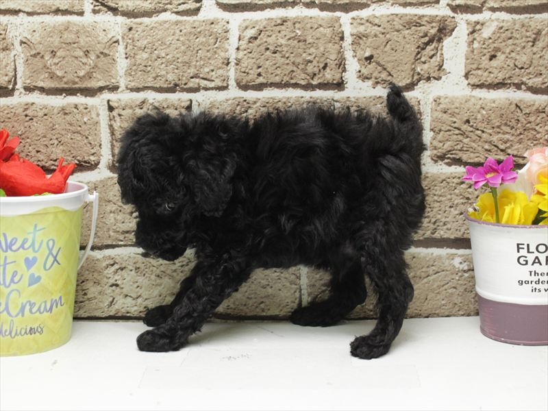 福岡県のトイプードル(トイ) (ワンラブ福岡総本店/2026年1月7日生まれ/男の子/ブラック)の子犬の2枚目の画像