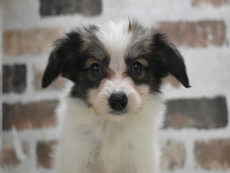 岐阜県のパピヨン (ワンラブ関山王通り店(FC)/2026年1月8日生まれ/男の子/ホワイトブラウン)の子犬の1枚目の画像