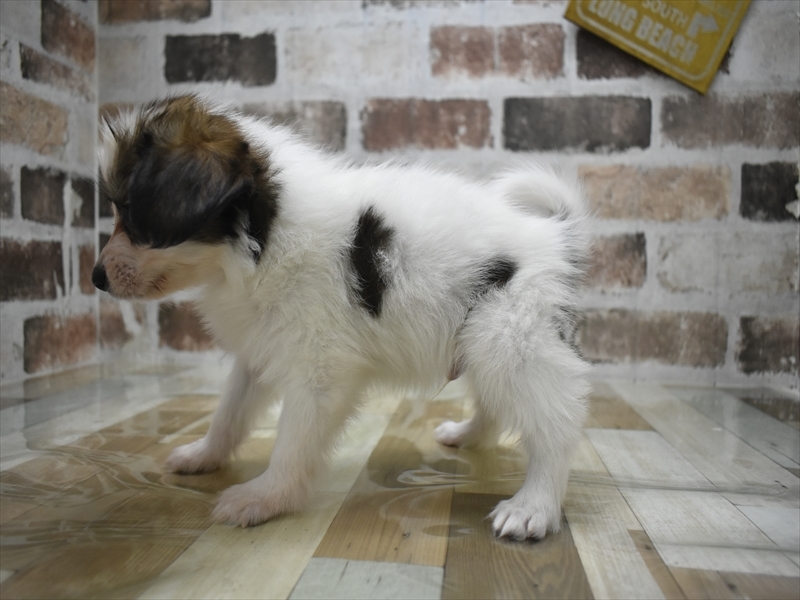 岐阜県のパピヨン (ワンラブ関山王通り店(FC)/2026年1月8日生まれ/男の子/ホワイトブラウン)の子犬の3枚目の画像