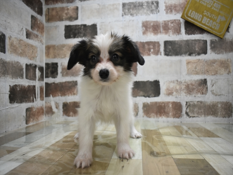 岐阜県のパピヨン (ワンラブ関山王通り店(FC)/2026年1月8日生まれ/男の子/ホワイトブラウン)の子犬の2枚目の画像