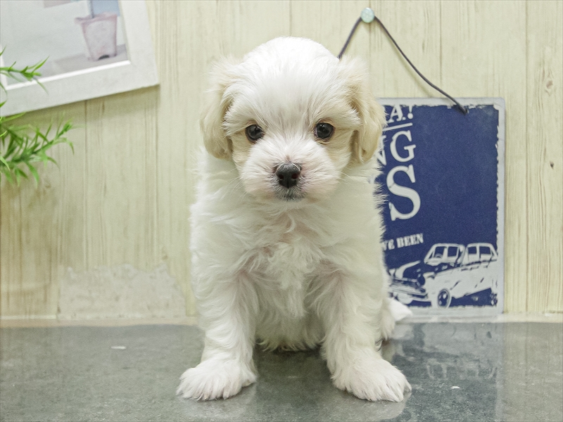 愛知県のマルキャバ/キャバチーズ(マルチーズ×キャバリア) (ワンラブ名古屋守山インター総本店/2026年1月11日生まれ/男の子/クリームホワイト)の子犬の3枚目の画像