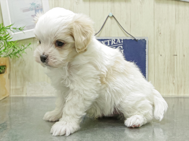 愛知県のマルキャバ/キャバチーズ(マルチーズ×キャバリア) (ワンラブ名古屋守山インター総本店/2026年1月11日生まれ/男の子/クリームホワイト)の子犬の2枚目の画像