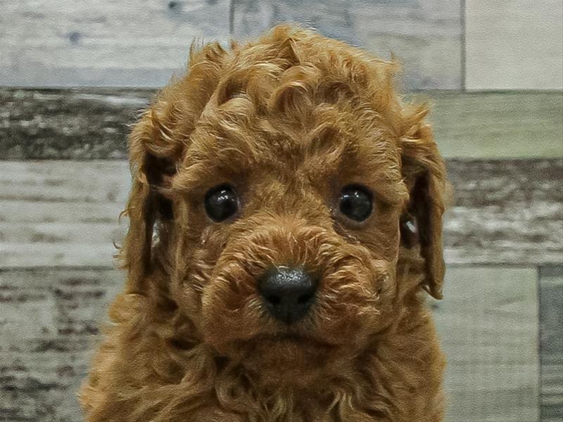 宮崎県のトイプードル(トイ) (ワンラブｽｰﾊﾟｰｾﾝﾀｰﾆｼﾑﾀ五十市店/2026年1月10日生まれ/女の子/レッドフォーン)の子犬の1枚目の画像