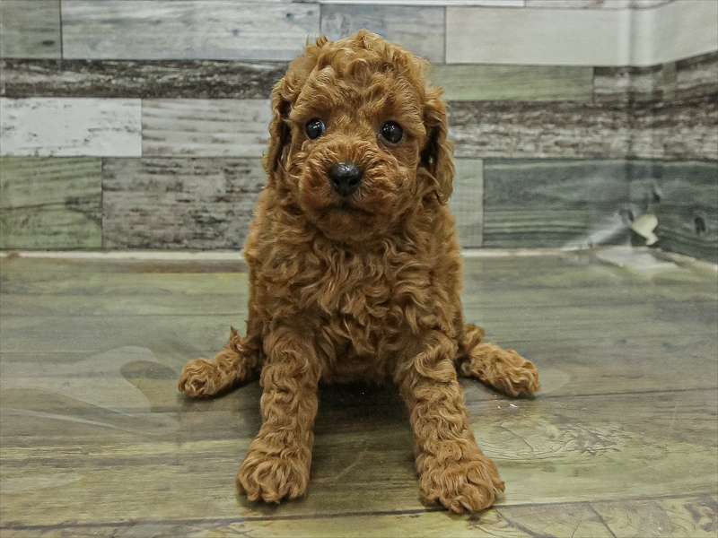 宮崎県のトイプードル(トイ) (ワンラブｽｰﾊﾟｰｾﾝﾀｰﾆｼﾑﾀ五十市店/2026年1月10日生まれ/女の子/レッドフォーン)の子犬の3枚目の画像