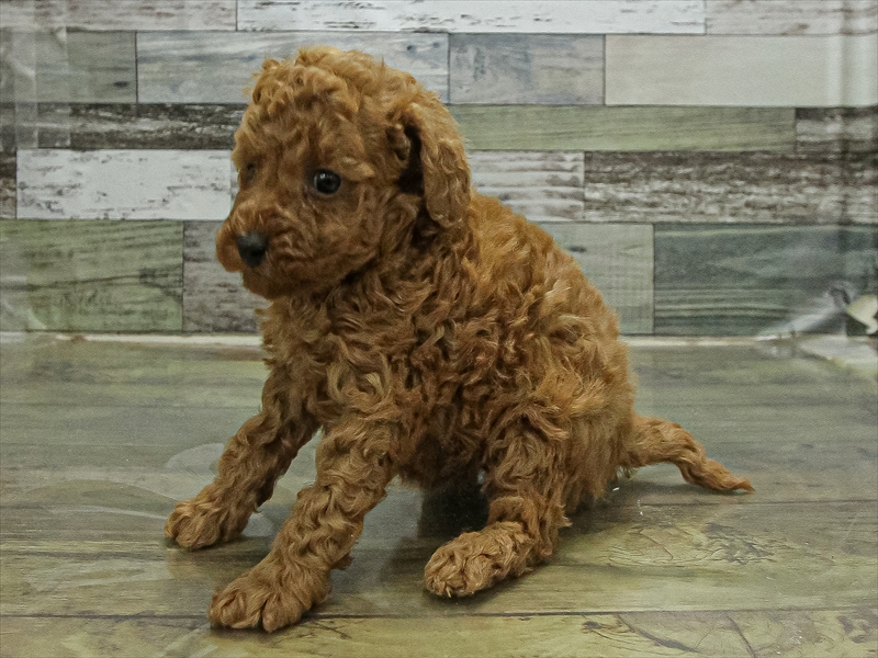 宮崎県のトイプードル(トイ) (ワンラブｽｰﾊﾟｰｾﾝﾀｰﾆｼﾑﾀ五十市店/2026年1月10日生まれ/女の子/レッドフォーン)の子犬の2枚目の画像