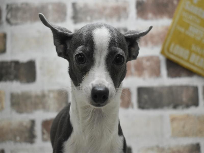 愛知県のハーフ犬・ミックス犬 (ワンラブイオンモール常滑店/2025年8月18日生まれ/女の子/グレーホワイト)の子犬の1枚目の画像
