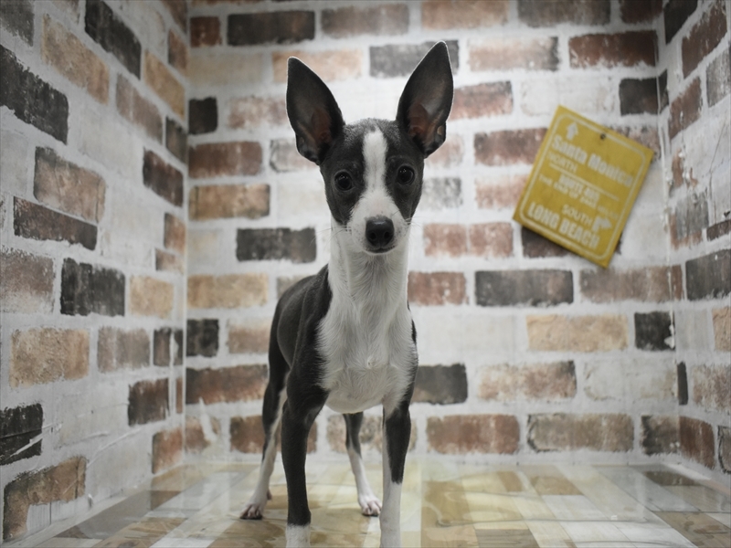 愛知県のハーフ犬・ミックス犬 (ワンラブイオンモール常滑店/2025年8月18日生まれ/女の子/グレーホワイト)の子犬の2枚目の画像