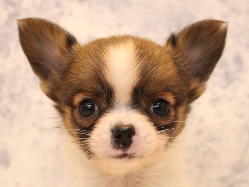 埼玉県のチワワ(ロング) (ワンラブ埼玉寄居店/2026年1月12日生まれ/男の子/セーブルホワイト)の子犬の1枚目の画像